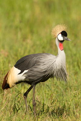 crane